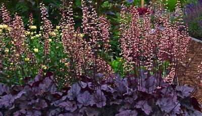 Purple Foliage Perennial Plants