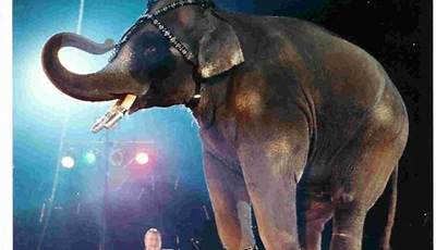 Unveiling The Enchanting World: Reasons For Animals' Presence In Circuses