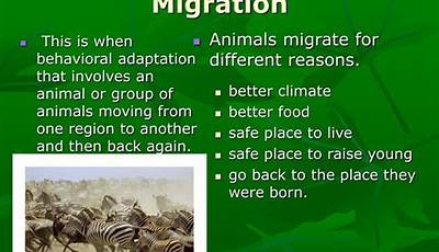 Unveiling The Incredible Reasons Why Animals Migrate