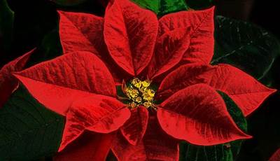 Red Christmas Flowers Wallpaper