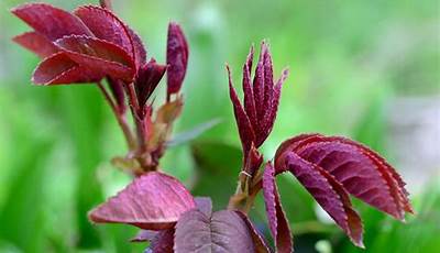 Red Leaved Perennial Plants