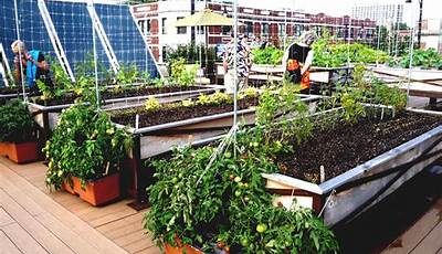 Rooftop Vegetable Garden Ideas India