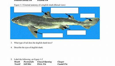 Shark Dissection Worksheet Answer Key