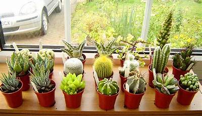 Small Cactus Plants For Sale Near Me