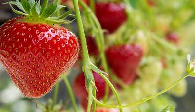 Strawberry Plants For Sale Near Me