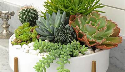 Succulent Plants Garden Pots