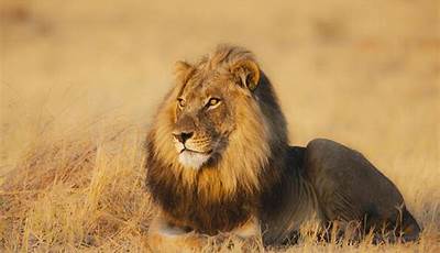 Unveiling The Wonders: Discover Africa's Top Animals