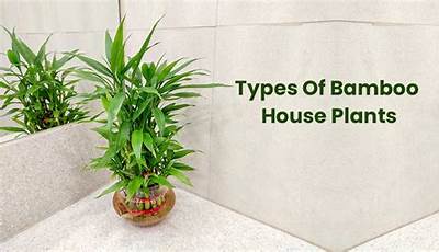 Types Of Bamboo Houseplants