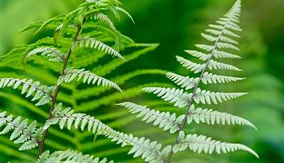 Types Of Ferns Outdoor