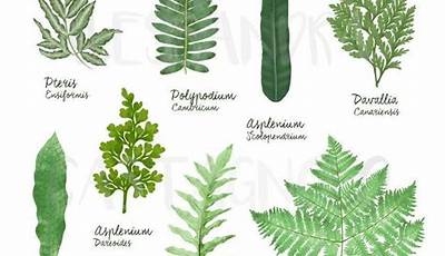 Types Of Ferns With Pictures And Names