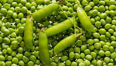 Types Of Garden Peas In Kenya