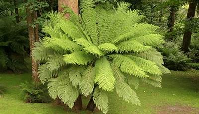 Types Of Outdoor Ferns Australia