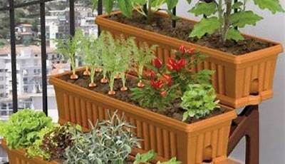 Vegetables For Balcony Garden