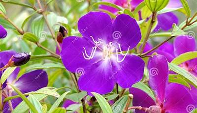 Violet Flower Plants In Kerala