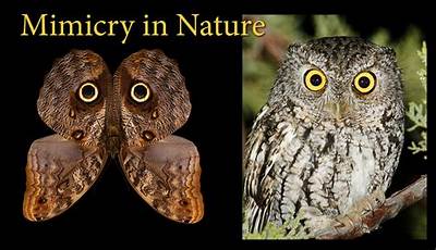 Unveiling The Enigmatic World Of Animal Mimicry: Discoveries And Insights