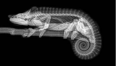 Unveiling The Secrets: Animals With X-Ray Vision