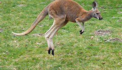 Unleash The Secrets: Animals With Extraordinary Jumping Prowess