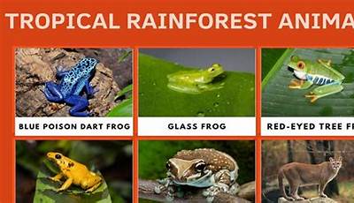 Discover The Enchanting World Of Animals In Tropical Rainforests: Unraveling Nature's Secrets