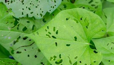 What Is Eating My Garden Leaves