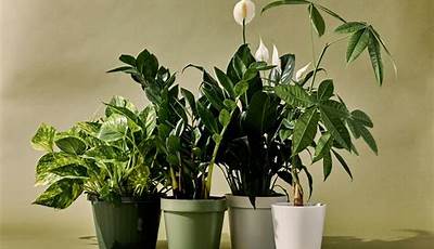 What Is The Best Indoor Plants To Grow