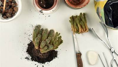 What Is The Best Way To Repot A Cactus