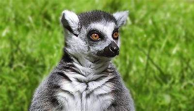 Discover Madagascar's Wildlife: A Journey Into A Unique Animal Kingdom