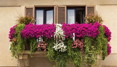 What Plants Are Best For Balcony