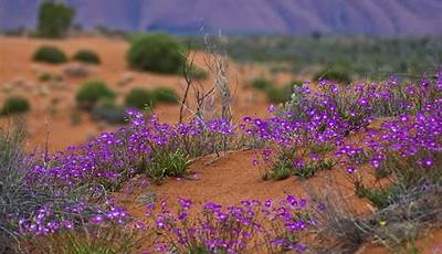 What Plants Grow In The Australian Desert