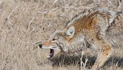 Unveiling The Size Spectrum: Discoveries In Coyote Predation Patterns