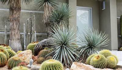 Where To Buy Outdoor Cactus Plants