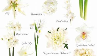 White Garden Flowers Names