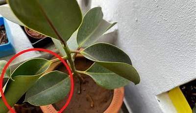 Why Are My Garden Plant Leaves Curling