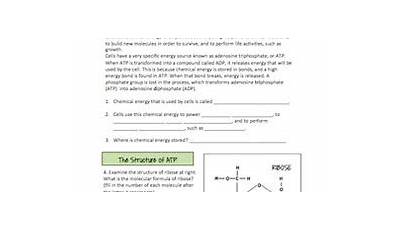 Worksheet Chemical Energy And Atp Answer Key