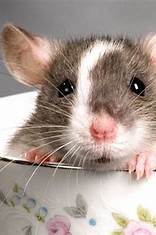 Tikus kecil yang lucu dan imut di Jepang