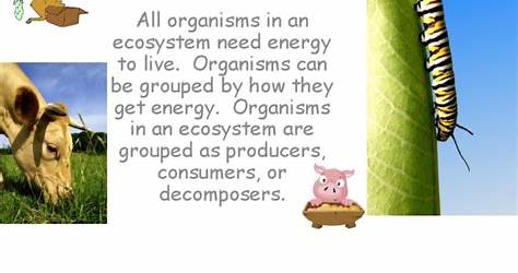 Producers Consumers And Decomposers Notes