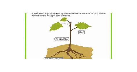 Tree Diagram Worksheet 4th Grade