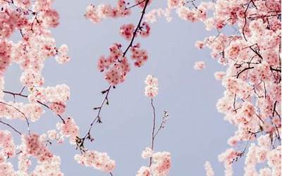 aesthetic cherry blossom wallpaper