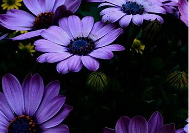 Aesthetic Purple Flower Wallpaper