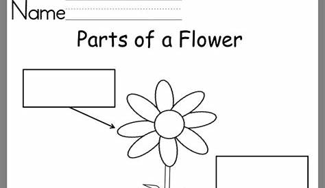 parts of a flower worksheet preschool