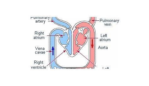 pulmonary circuit schematic diagram