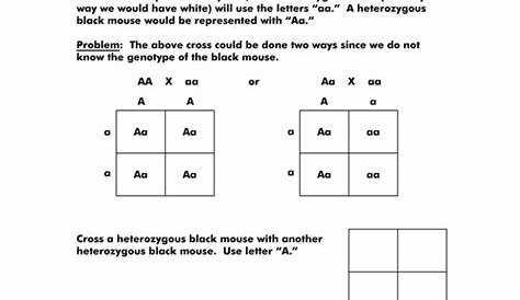 monohybrid worksheet answers