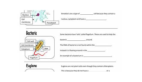 magna cell student worksheets