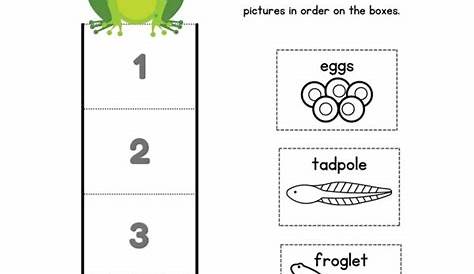 Science Worksheets, Animals - The Life Cycle of Frogs - Academy Simple