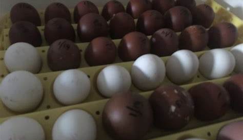 black copper maran eggs per year