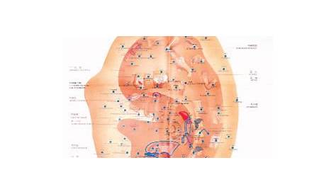 Auricular Acupuncture Points