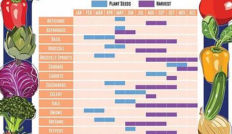 what vegetables can be planted together chart