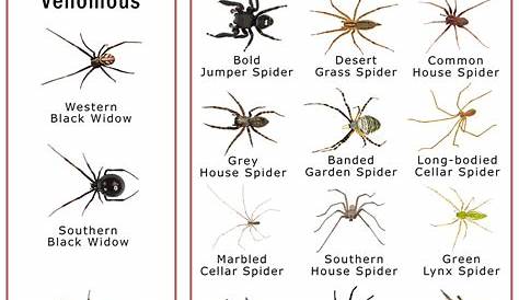 Spiders in California: List with Pictures