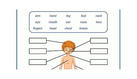 science worksheets human body