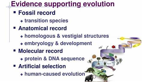 explain the evidences of evolution