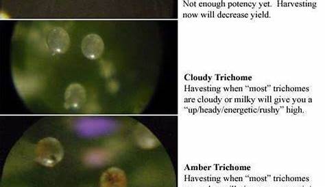 weed trichome color chart
